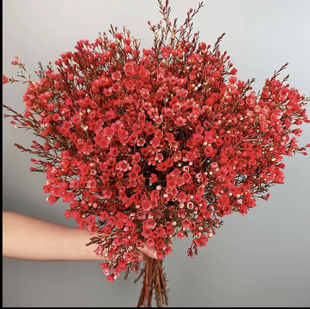 【澳洲腊梅】鲜切花水养花卉年宵花云南基地直发