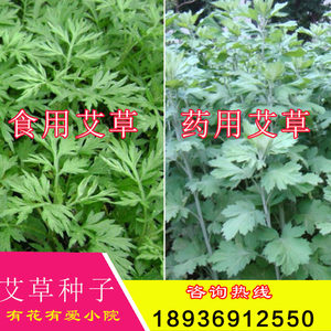 艾草种子价格 艾草种子图片 星期三