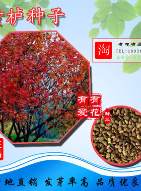 黄栌种子红栌红叶栌黄黄道溜子