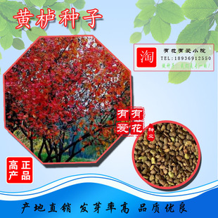 黄栌种子红栌种子黄栌种子红叶黄栌黄道栌黄溜子黄栌材黄栌柴种子