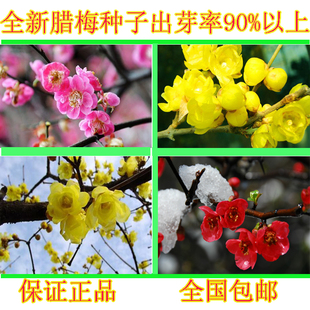 四季花种腊梅种子黄金茶黄梅花蜡花蜡梅花香梅香木 巴豆花 冬梅包