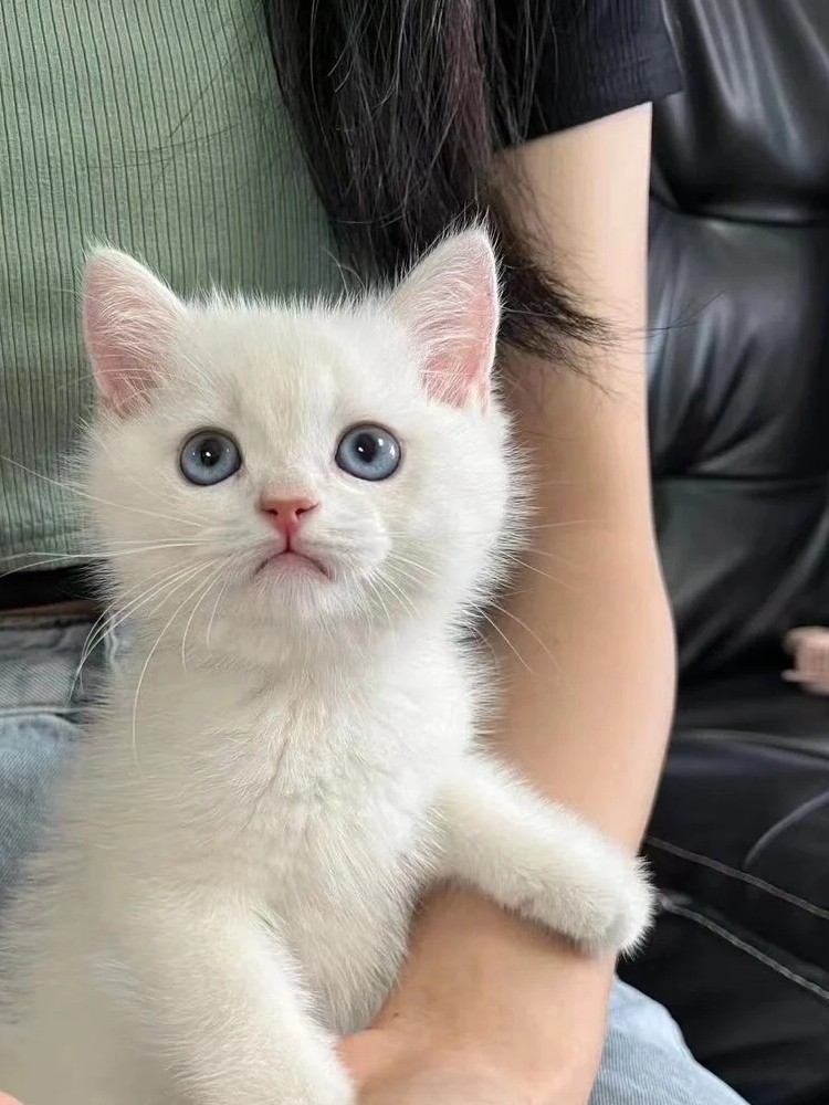 银渐层幼猫英国短毛猫纯种矮脚猫