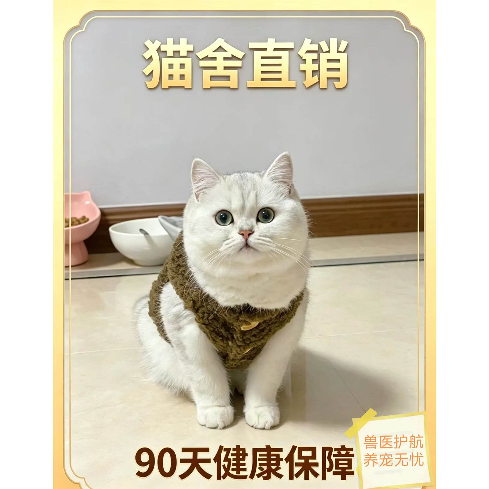 宠物猫英短银渐层矮脚幼猫