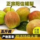 现摘现发富硒山东新梨七号阳信媚梨库尔勒香梨升级版