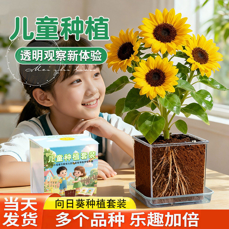 小学生实验儿童种植盆栽套装向日葵种子凤仙花种籽幼儿园开花植物