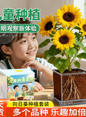 小学生实验儿童种植盆栽套装向日葵种子凤仙花种籽幼儿园开花植物