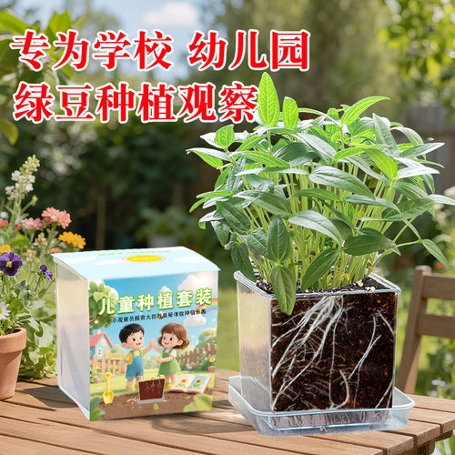儿童种植小盆栽科学实验