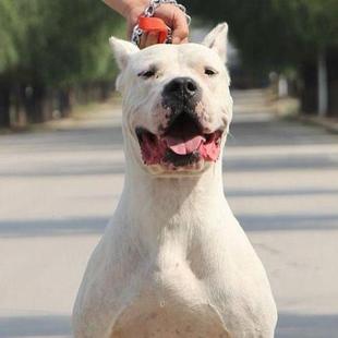杜高幼犬活体纯种血统阿根廷杜高狩猎野猪杜高犬大型猛犬猎狗猎犬
