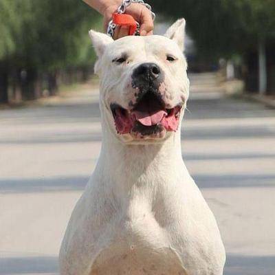 杜高幼犬活体纯种血统