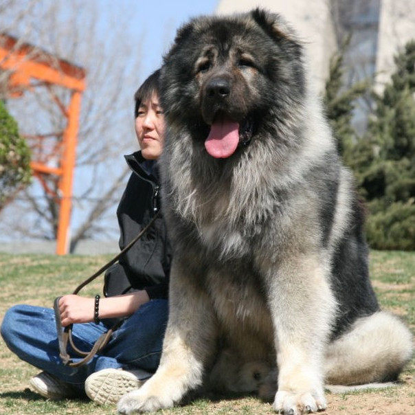 纯种高加索幼犬活体看家护院