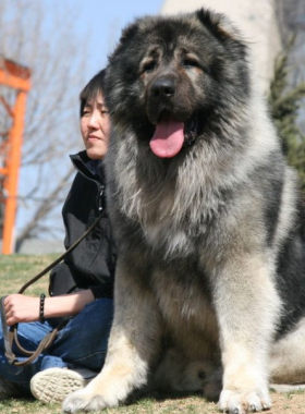纯种高加索幼犬活体看家护院