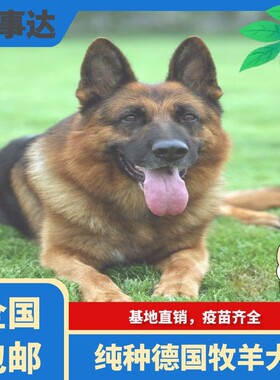 纯种德牧幼犬大型犬狼