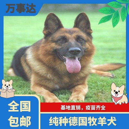 纯种德牧幼犬大型犬狼青犬弓背犬黑背幼犬狼狗幼犬德国牧羊犬幼犬