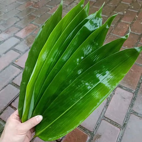 新鲜粽叶新鲜大粽叶棕叶野生纯天然大粽叶子包粽子箬叶
