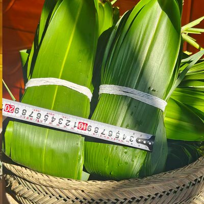 新鲜现摘芒叶粽叶包粽子的叶子芒叶宽大号粽叶粽子叶批发商用