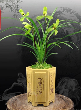 兰花苗带花苞春兰春剑汪字四季兰草花卉观花盆栽植物室内盆景浓香