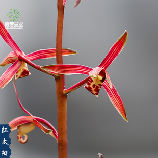 高端国宝级兰花苗墨兰红太阳室内客厅浓香型花卉基地直销盆栽