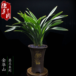 金边墨兰兰花苗报岁兰金华山四季室内阳台浓香花卉绿植物盆栽盆景