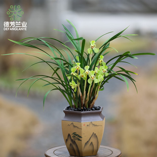德芳兰花苗春兰玉玲珑带花苞四季兰草浓香花卉绿植盆栽室内植物