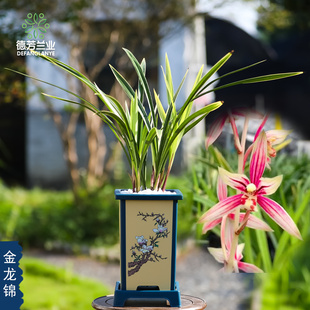 兰花苗四季建兰金龙锦带古风盆种浓香型室内花卉植物盆栽吸甲醛盆