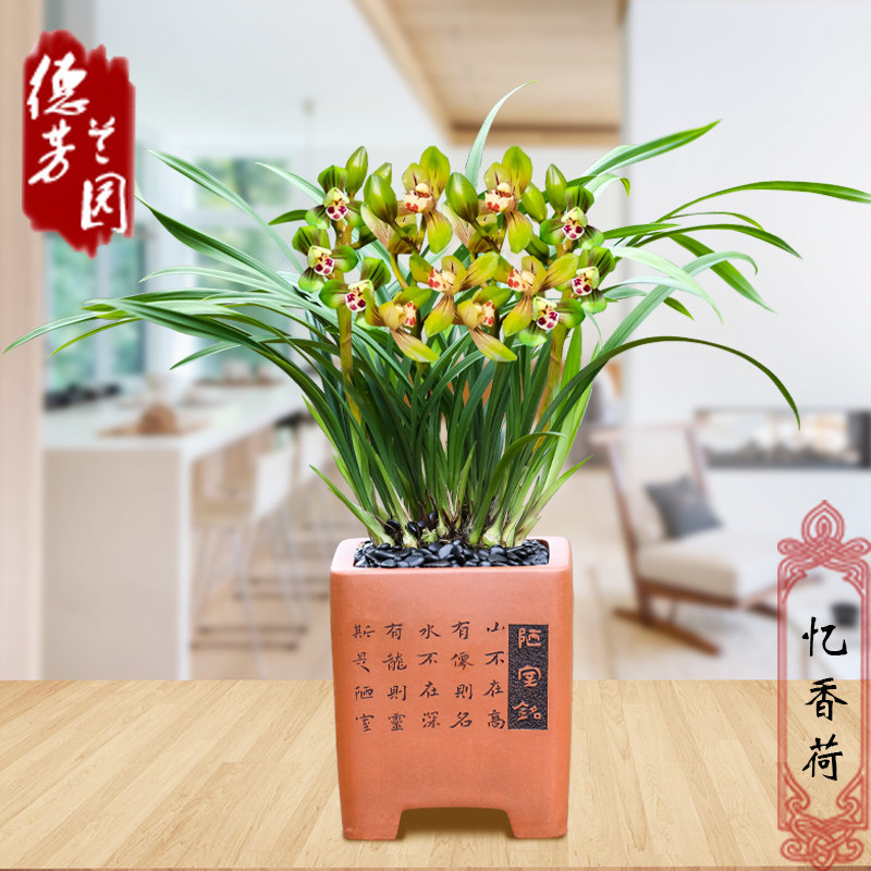 名贵兰花四季建兰忆香荷客厅阳台庭院好养浓香型花卉绿植园艺盆栽