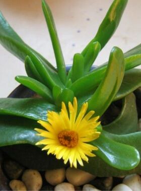 佛手拖金多肉植物大棵盆栽翠绿色阳台盆栽花卉绿植新手好养肉肉