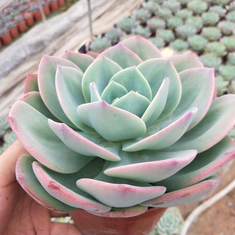 白凤多肉植物大棵高档耐旱