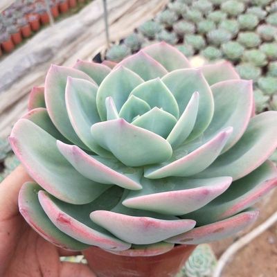 白凤多肉植物大棵高档耐旱