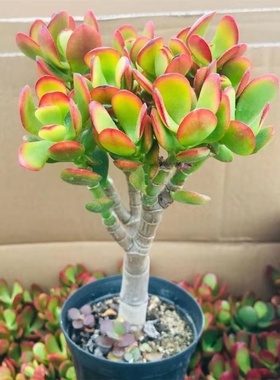 红边玉树多肉植物大棵黄金黄月阳台庭院盆栽新手好养肉肉