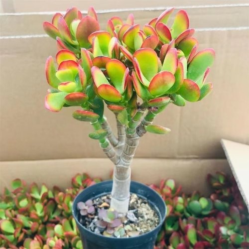 新手好养红边玉树多肉植物