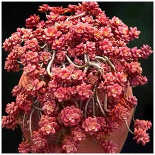 姬胧月多肉植物老桩大棵阳台盆栽花卉露天新手好养小型肉肉