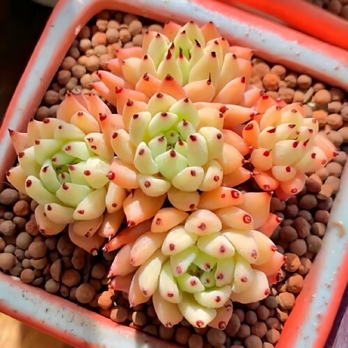 原始绿爪多肉植物室内花卉