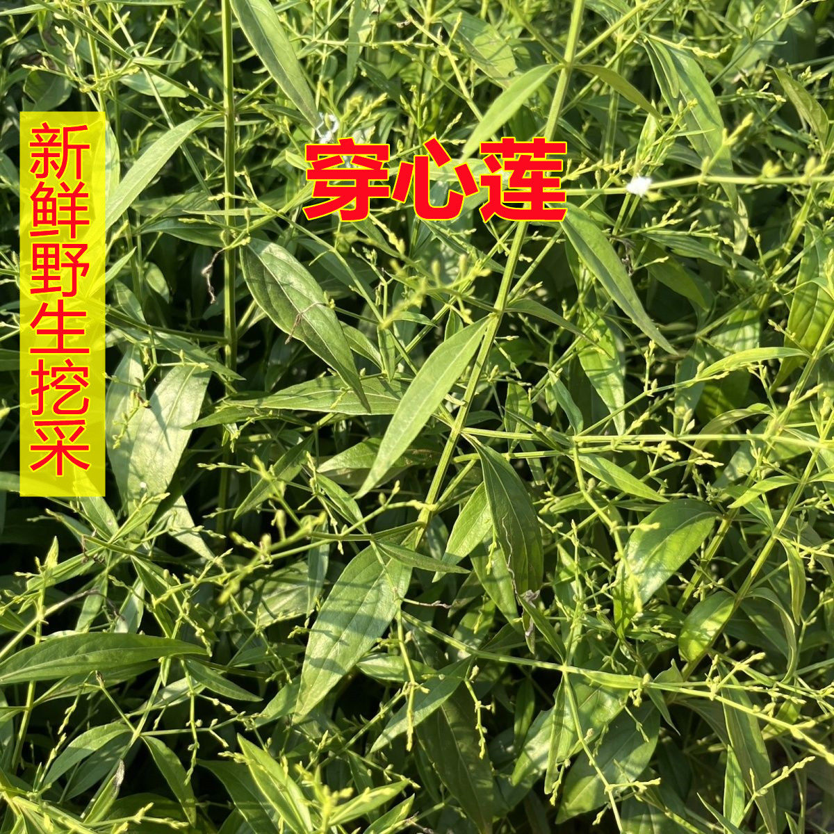 广西穿心莲本草干500克初级农产品太阳晒一见喜可入药房苦胆草