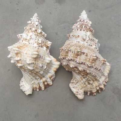 新款直销超大海螺壳天然大贝壳海螺金口石号蛙螺鱼缸造景装饰礼物