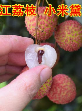 四川合江带绿荔枝新鲜泸州妃子笑大红袍桂花味现摘现发保鲜冷链