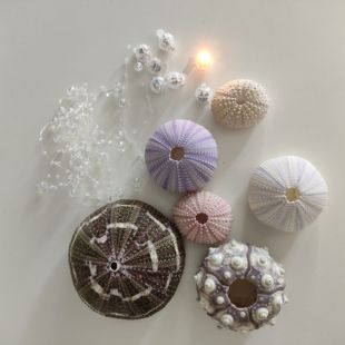 风铃材料包配件天然海胆壳标本气DIY贝壳海螺园艺用品装饰摆件