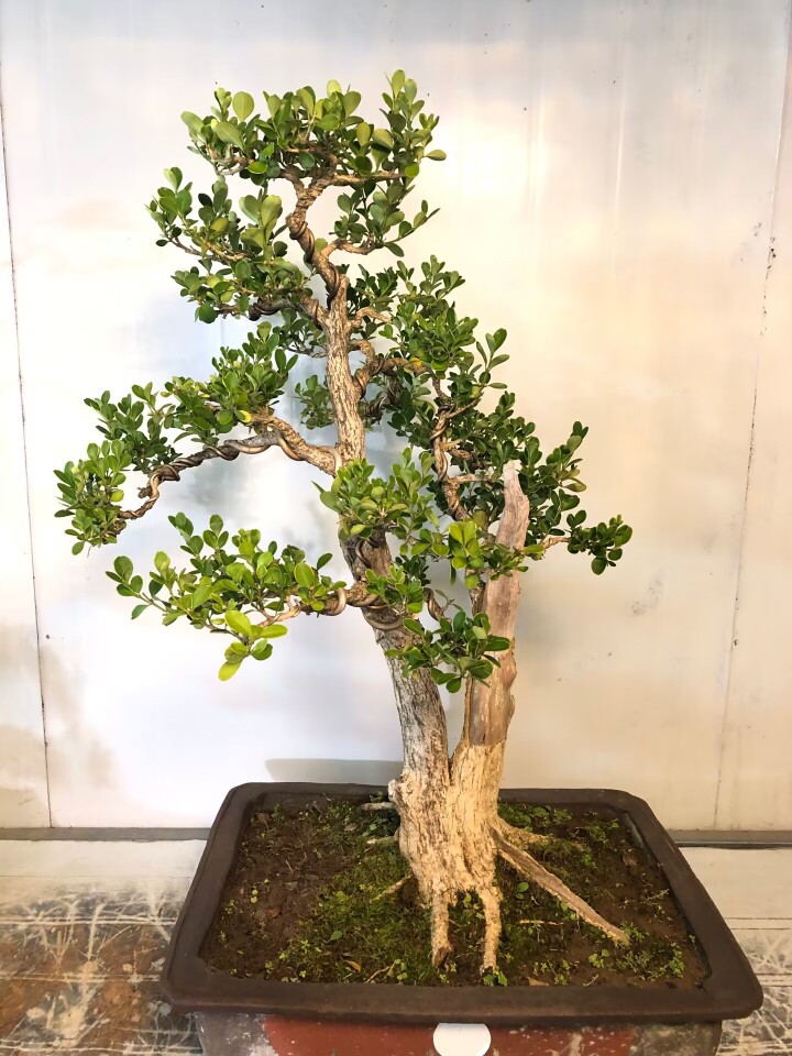 小叶白皮瓜子黄杨老盆口耐干耐寒非常好养盆上高77公分冠服52公分