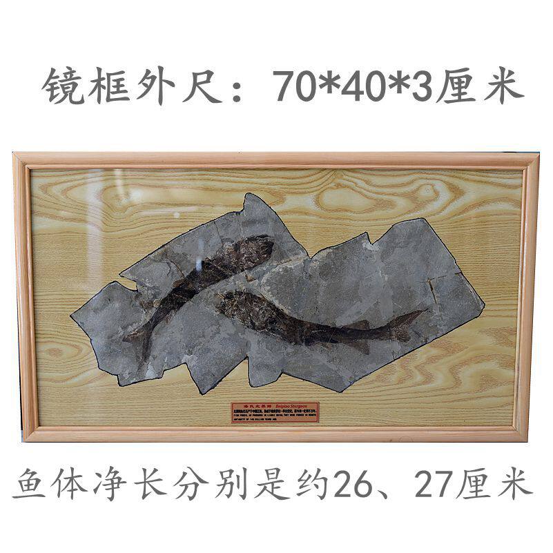 辽西天然古生物黑皮鲟鱼化石壁饰品复古怀旧科普教学标本实木装裱
