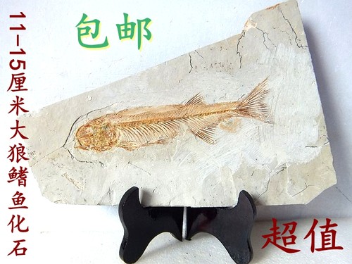 天然大狼鳍摆件石材招财复古