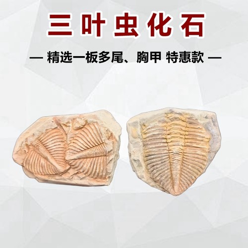 天然三叶虫尾巴化石科普摆放动物