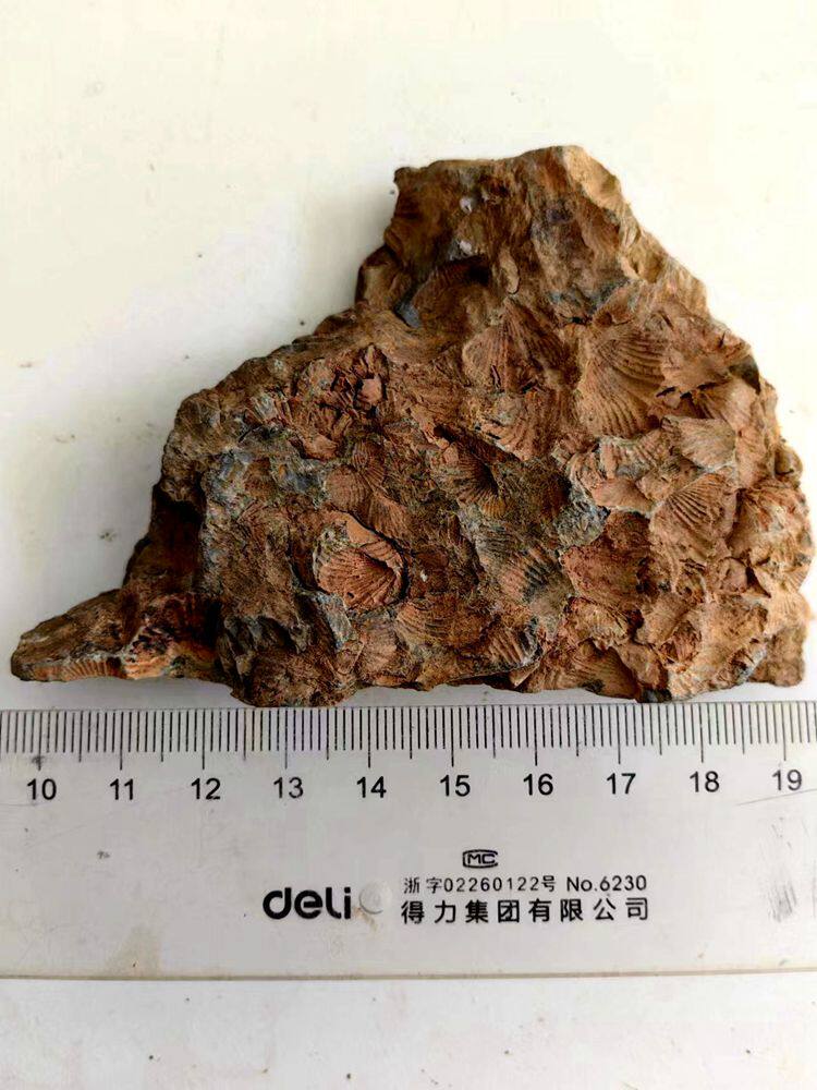 l群聚共生彩色石燕贝化石摆放石材动物怀旧海洋古生物科普标本999