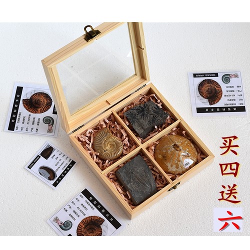 菊石三叶虫鲨鱼牙化石科普礼物