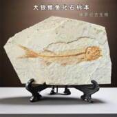 稀有辽西侏罗纪古生物大狼鳍鱼化石标本修复科普收藏摆件DB9999