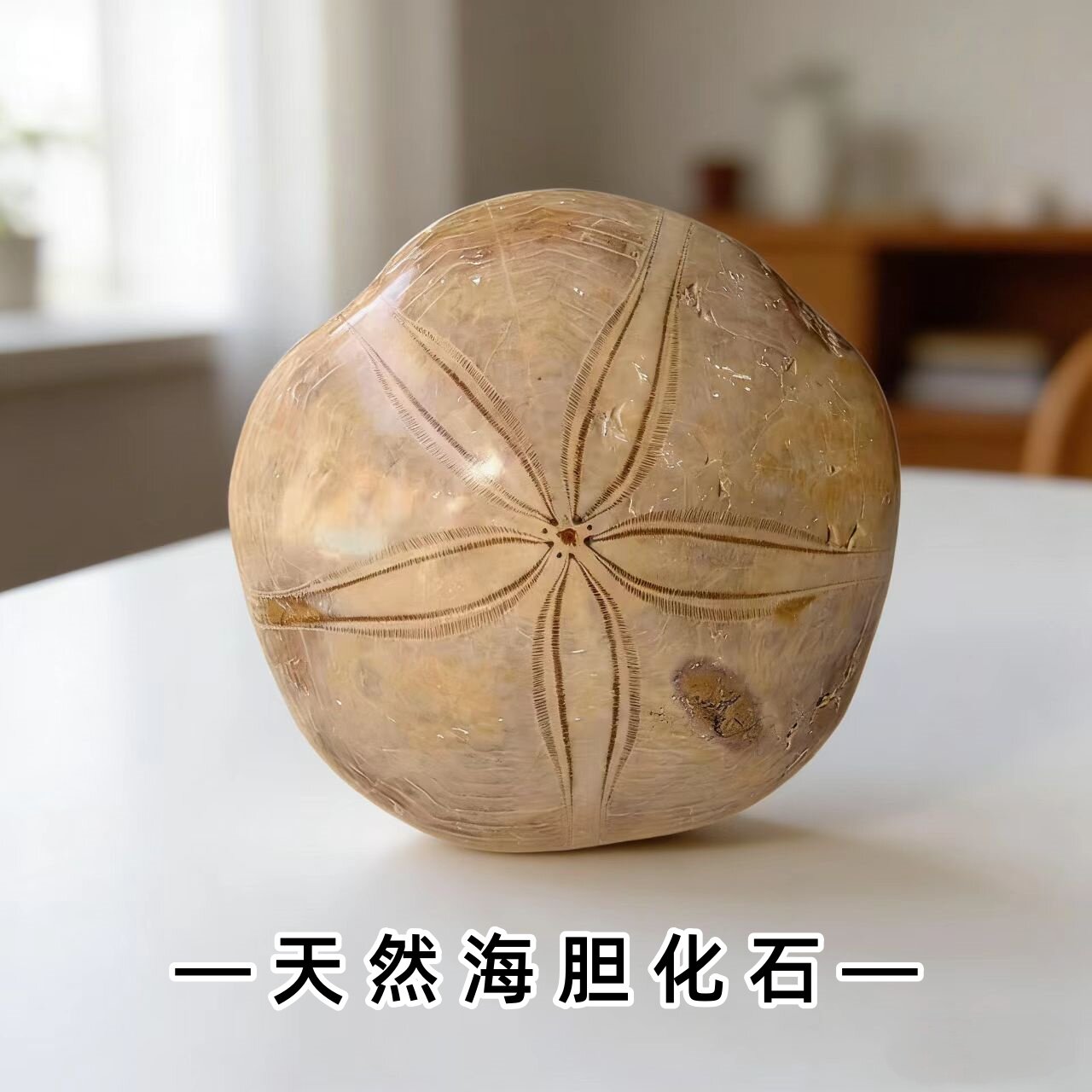 天然马达加斯加海胆海星古生物化石标本儿童地质科普教学摆件礼物
