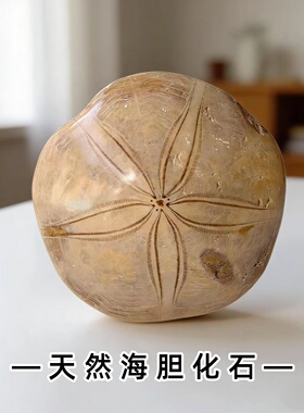 抛光海胆化石矿石原石教学标本