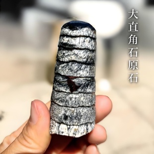 天然摩洛哥奥陶纪大直角石原石化石标本儿童科普收藏手把件摆件