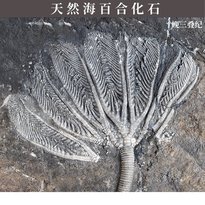 天然古生物海百合化石原石科标本