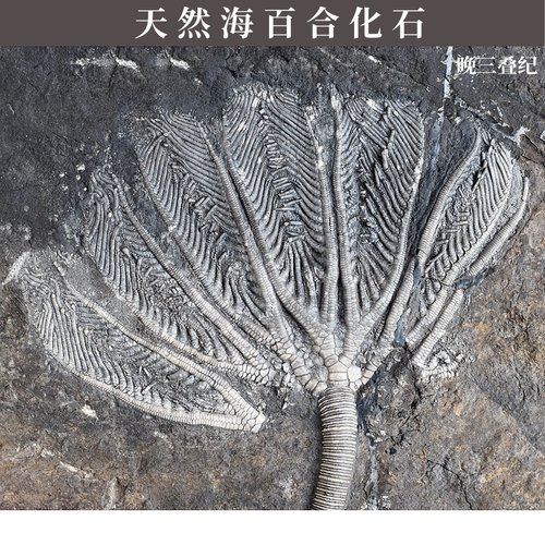 天然古生物海百合化石原石科标本