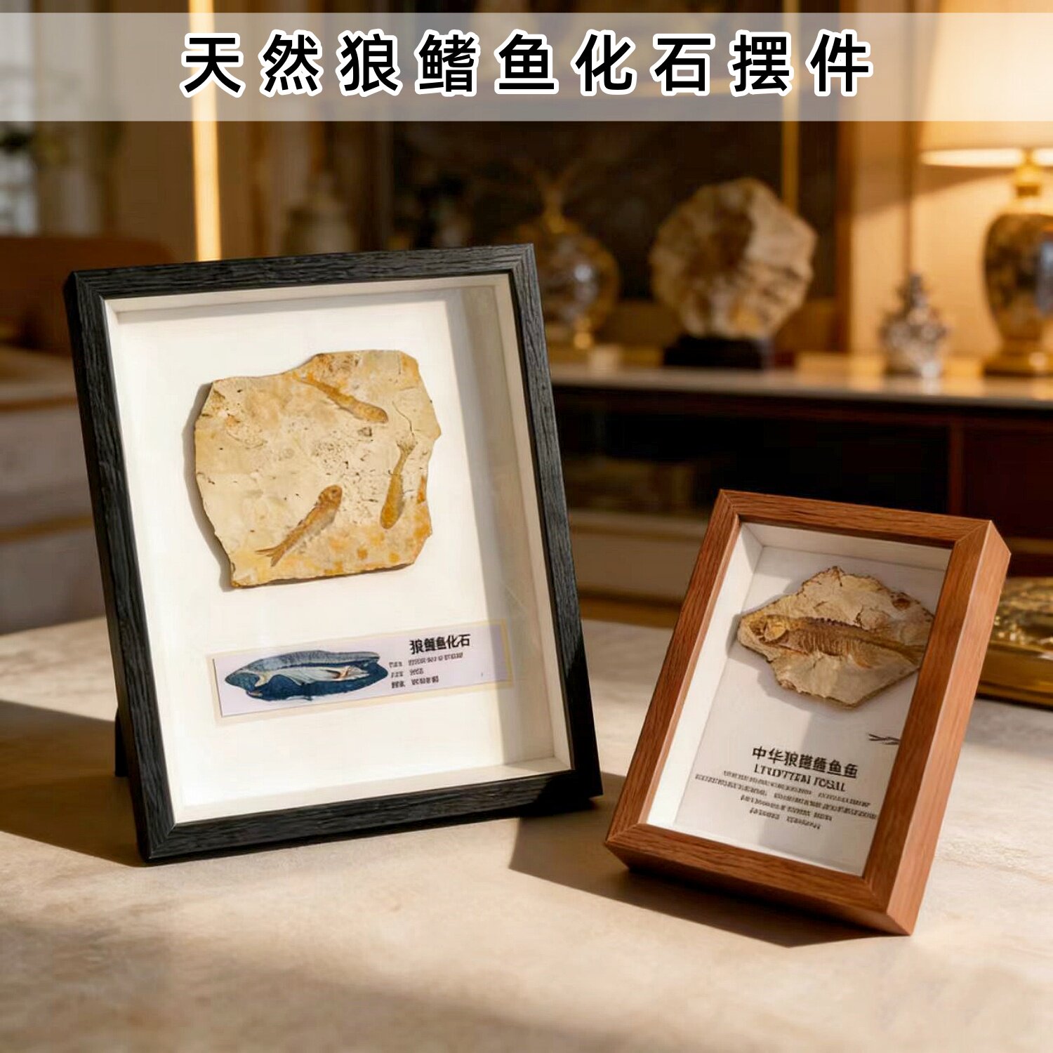 天然辽西狼鳍鱼化石标本中空相框摆件复古儿童节地质科普礼物收藏