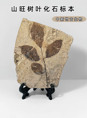中新世古生物被子植物化石原石